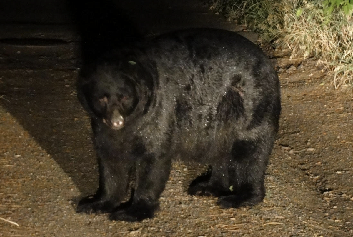 bears channel tonight