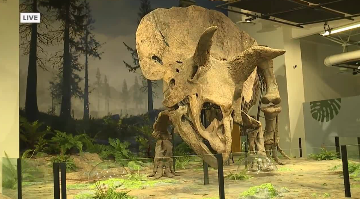 <i>WFTS</i><br/>A new exhibit featuring the world's largest triceratops skeleton opens Friday at Glazer Children's Museum. His head alone weighs more than 770 pounds.