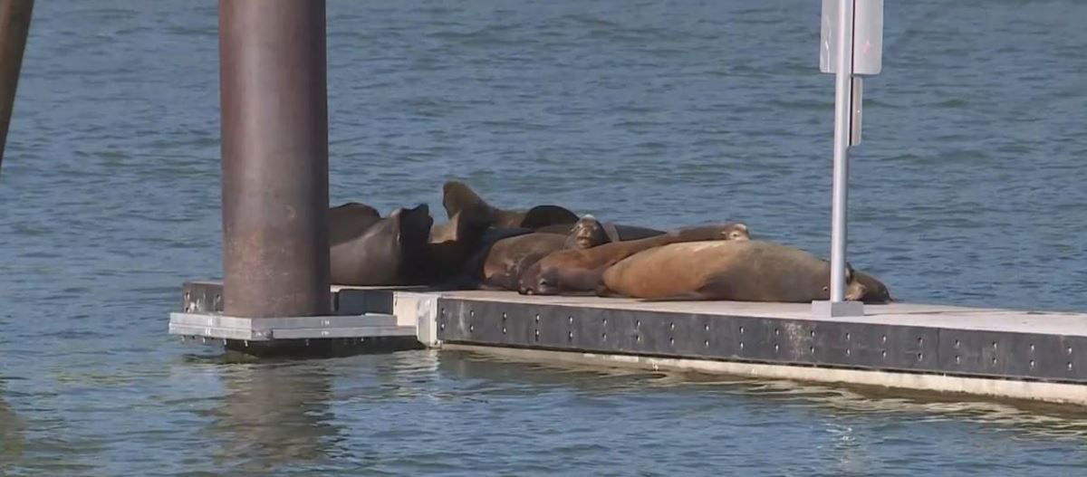 Best Time to See Seals and Sea Lions in San Diego 2023 