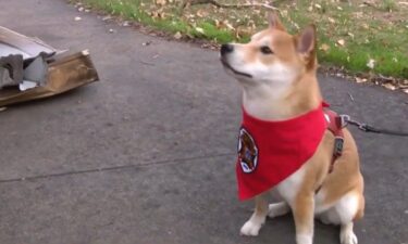 A fire threatened a Lincoln family's home until their rescue pup