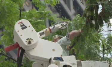 A swarm of bees – totaling a few thousand in number – decided to make Daley Plaza in Chicago their temporary home. A beekeeper was called in to safely relocate the bees.