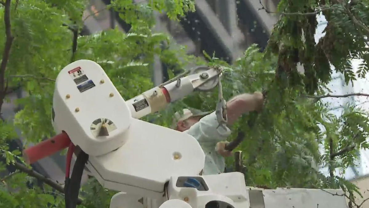 <i>WBBM</i><br/>A swarm of bees – totaling a few thousand in number – decided to make Daley Plaza in Chicago their temporary home. A beekeeper was called in to safely relocate the bees.