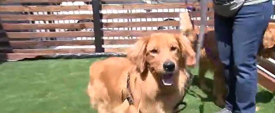 <i></i><br/>Twenty dogs saved from slaughter in China's meat trade arrived at a new kennel at LAX for international rescues.