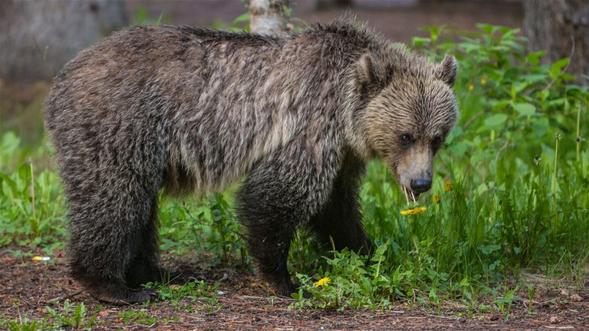 <i>George Rose/Getty Images</i><br/>An adult grizzly walks through a campground and picnic area in Lake Louise