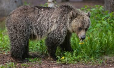An adult grizzly walks through a campground and picnic area in Lake Louise