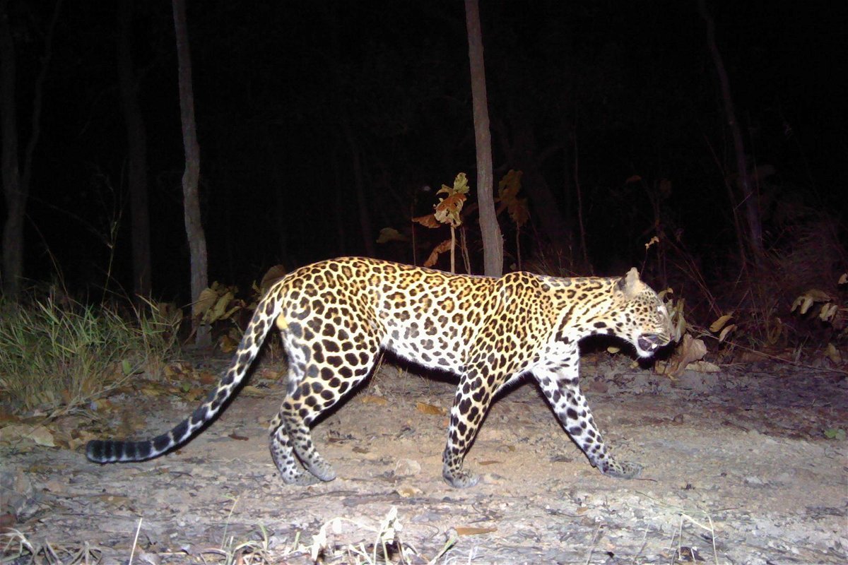 <i>Panthera/WildCRU/WWF Cambodia/FA</i><br/>Only 35 adult Indochinese leopards were seen between 2009 to 2021 in Cambodia