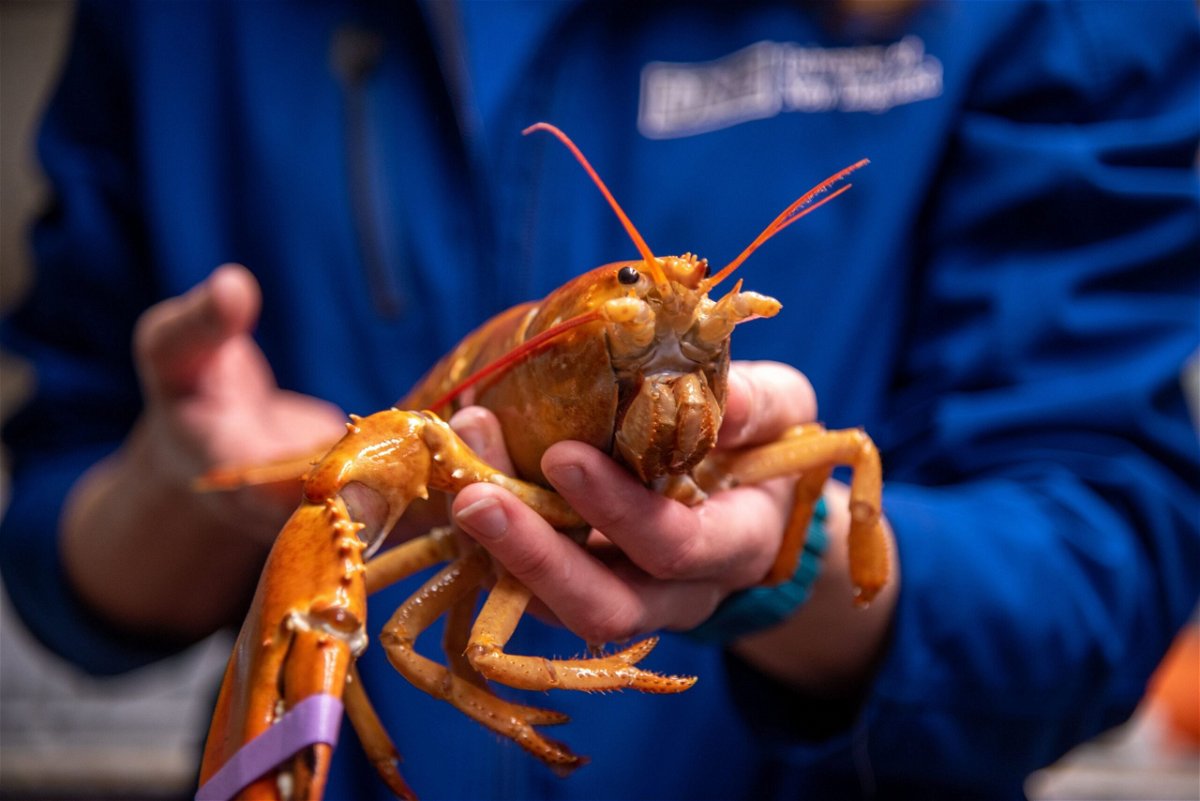 <i>University of New England</i><br/>A one-in-30 million lobster was caught in Maine's Casco Bay on June 2.