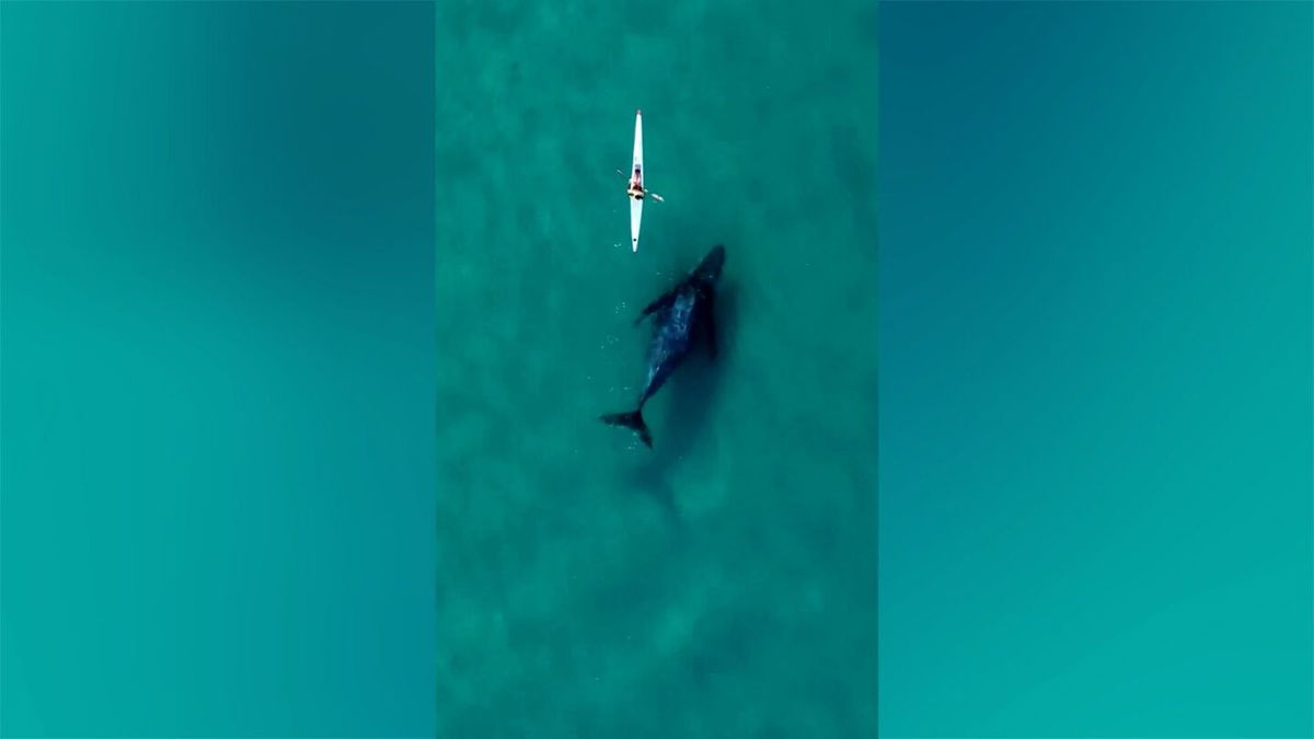 <i>@dronesharkapp/Reuters</i><br/>A whale swims alongside a kayaker in the water at Sydney's Bondi Beach.