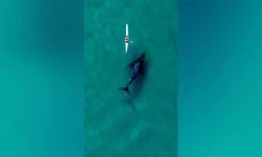 A whale swims alongside a kayaker in the water at Sydney's Bondi Beach.