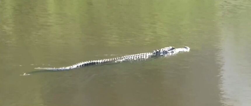 Aggressive alligator spotted chasing fisherman on boat - KESQ