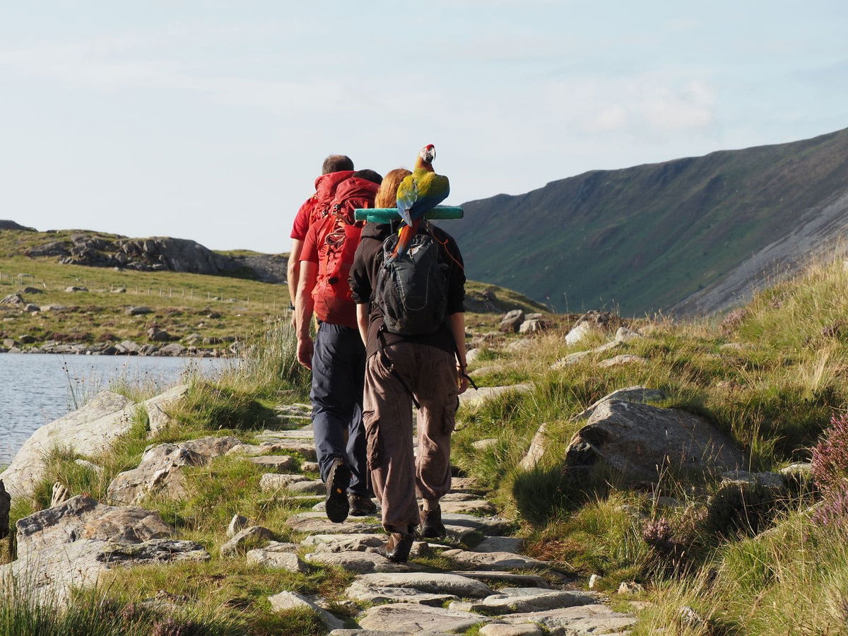 <i>Ogwen Valley Mountain Rescue Organization</i><br/>Mountain rescue were called out to help a woman who was on a hike with her pet parrot.