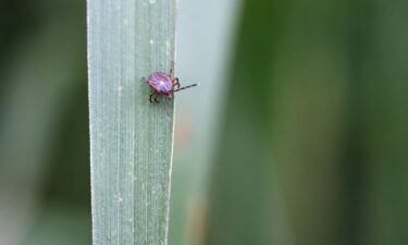 Lone star ticks can transmit a sugar called alpha-gal in their saliva that gives people an allergy to red meat.