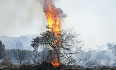 Flames burn a tree in Vati village