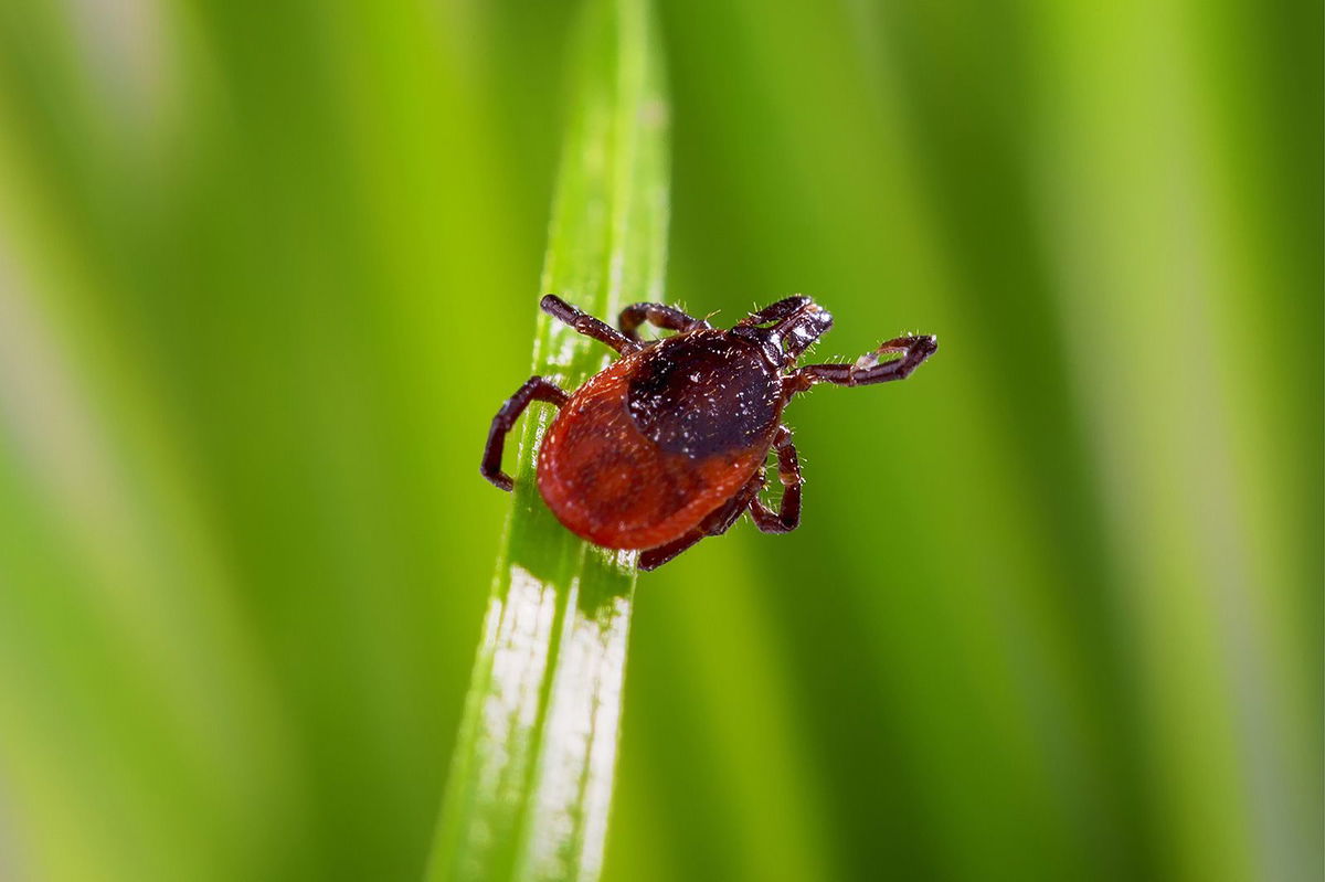 <i>DieterMeyrl/iStockphoto/Getty Images</i><br/>Some 84 species of ticks have been documented in the United States