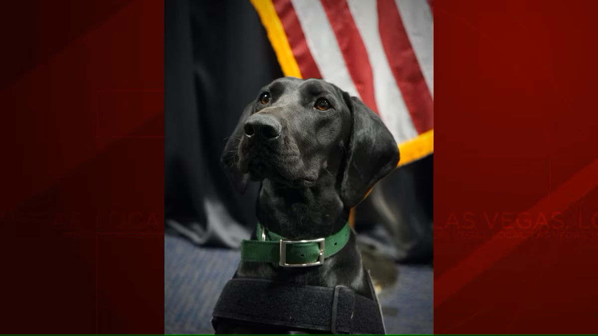 <i>KVVU</i><br/>TSA dog who works at Las Vegas airport wins ‘Cutest Canine’ contest.