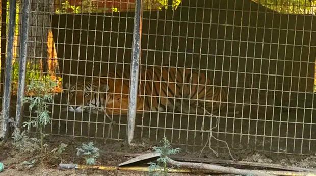 <i>Dallas Police Department/ KTVT</i><br/>A tiger was found on an Oak Cliff property on August 25.