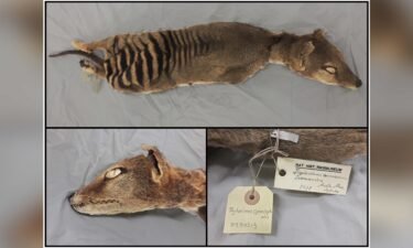 Researchers took tissue samples from a 130-year-old Tasmanian tiger specimen stored at room temperature at the Swedish Museum of Natural History in Stockholm.