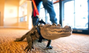 A baseball fan and his emotional support alligator named Wally (seen here in 2019) were barred from entering a Major League Baseball stadium to meet players of the Philadelphia Phillies on September 27