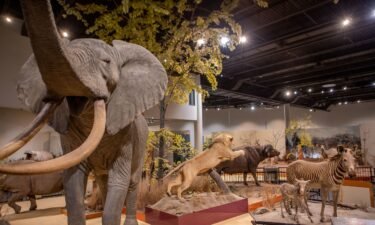 Inside the Delbridge Museum at Great Plains Zoo in Sioux Falls