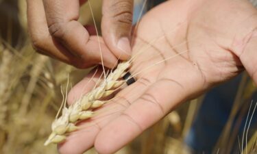 Haynie holds a piece of wheat grown in Northumberland County