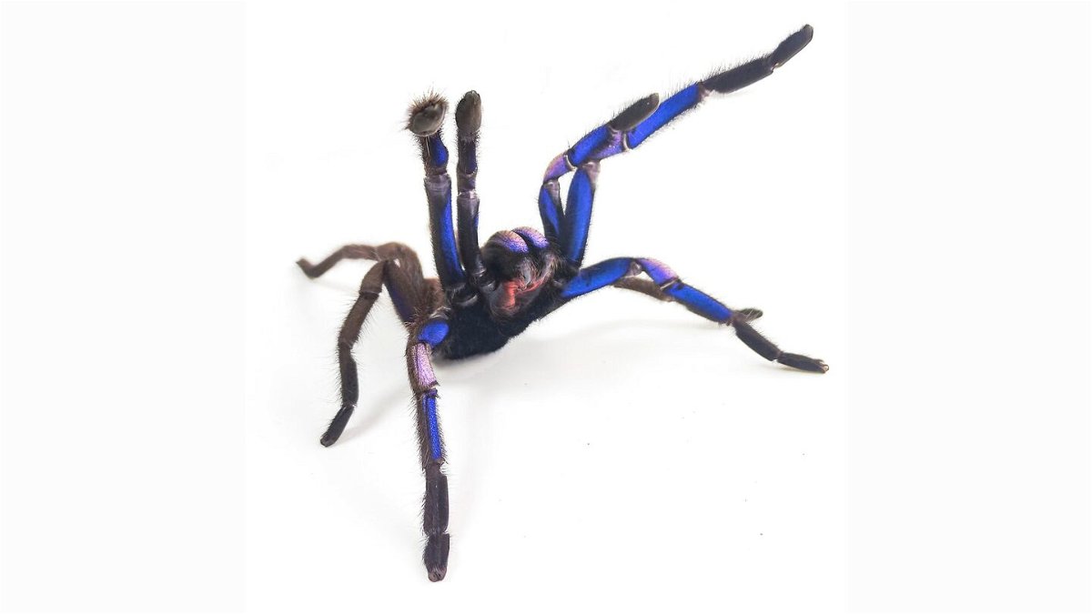 <i>Courtesy Narin Chomphuphuang</i><br/>The electric blue tarantula is a newly discovered species found in southern Thailand.