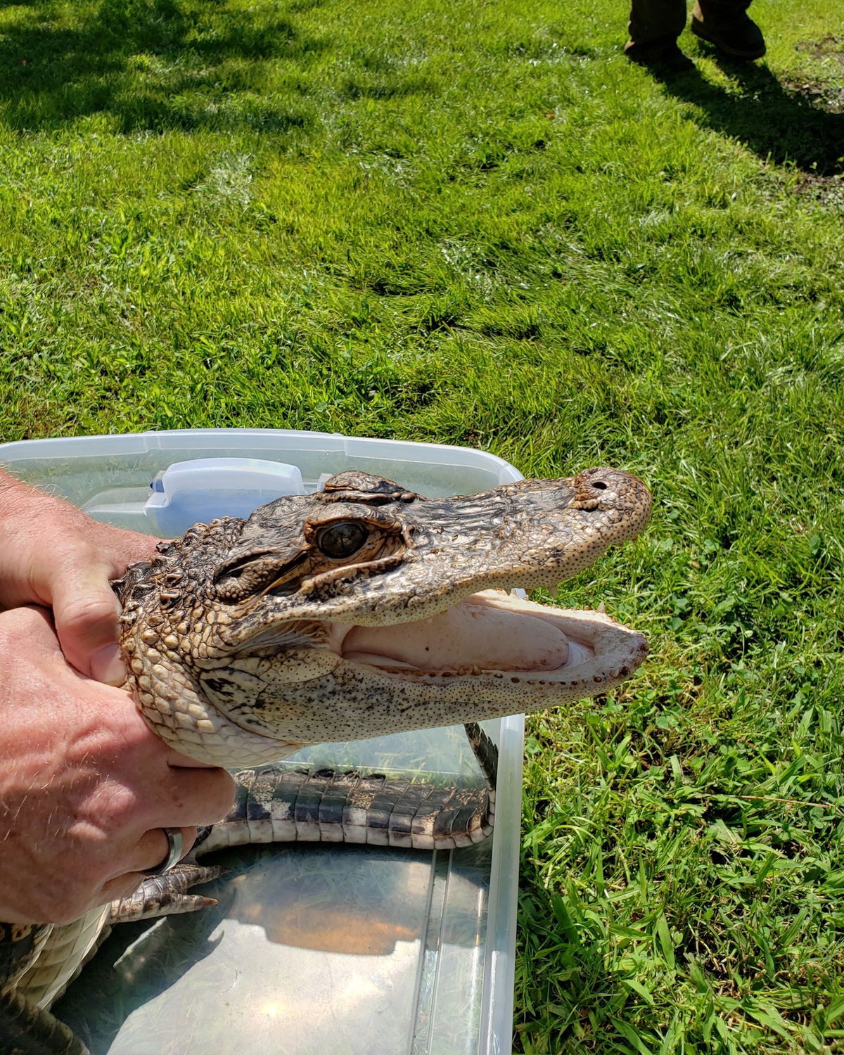 <i>New Jersey Fish & Wildlife</i><br/>Authorities caught a nearly 4-feet-long alligator Thursday in New Jersey after it was first spotted two weeks prior.