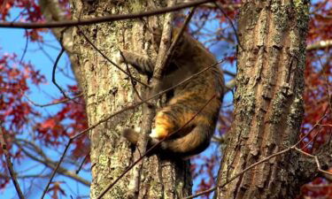 Retired Air Force colonel Spencer Cocanour offers free help through Asheville Tree-Top Cat Rescue