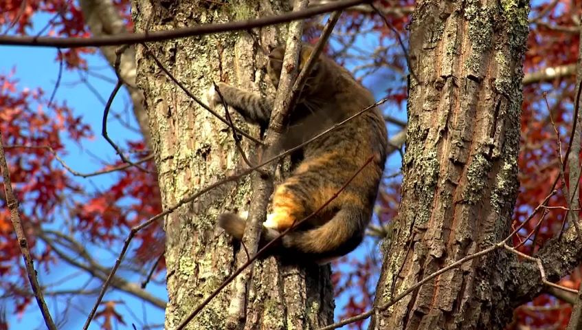 <i></i><br/>Retired Air Force colonel Spencer Cocanour offers free help through Asheville Tree-Top Cat Rescue