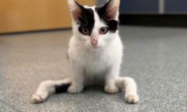 The MSPCA-Angell is seeking very special adopters for a unique kitten named Gumby