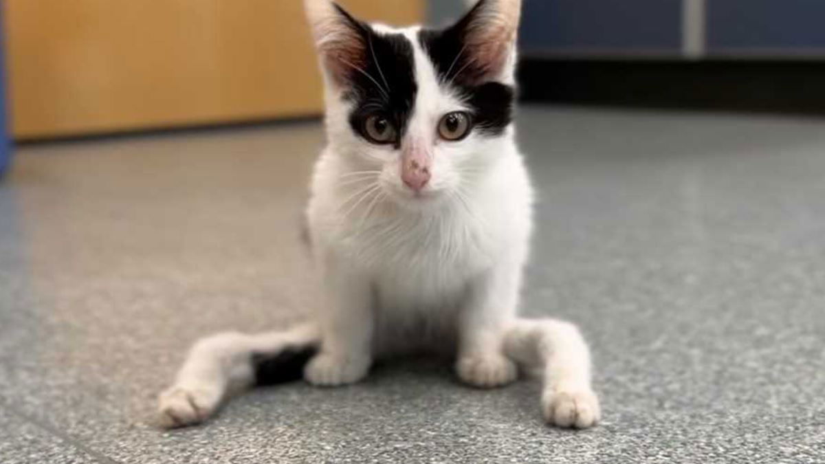 <i>MSPCA-Angell/WCVB</i><br/>The MSPCA-Angell is seeking very special adopters for a unique kitten named Gumby