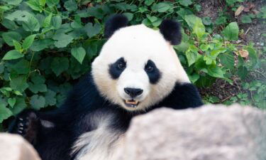 Could America's giant panda exodus be reversed?