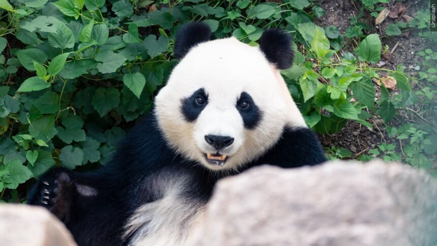 Two giant pandas are moving to a California zoo in a rare loan from ...