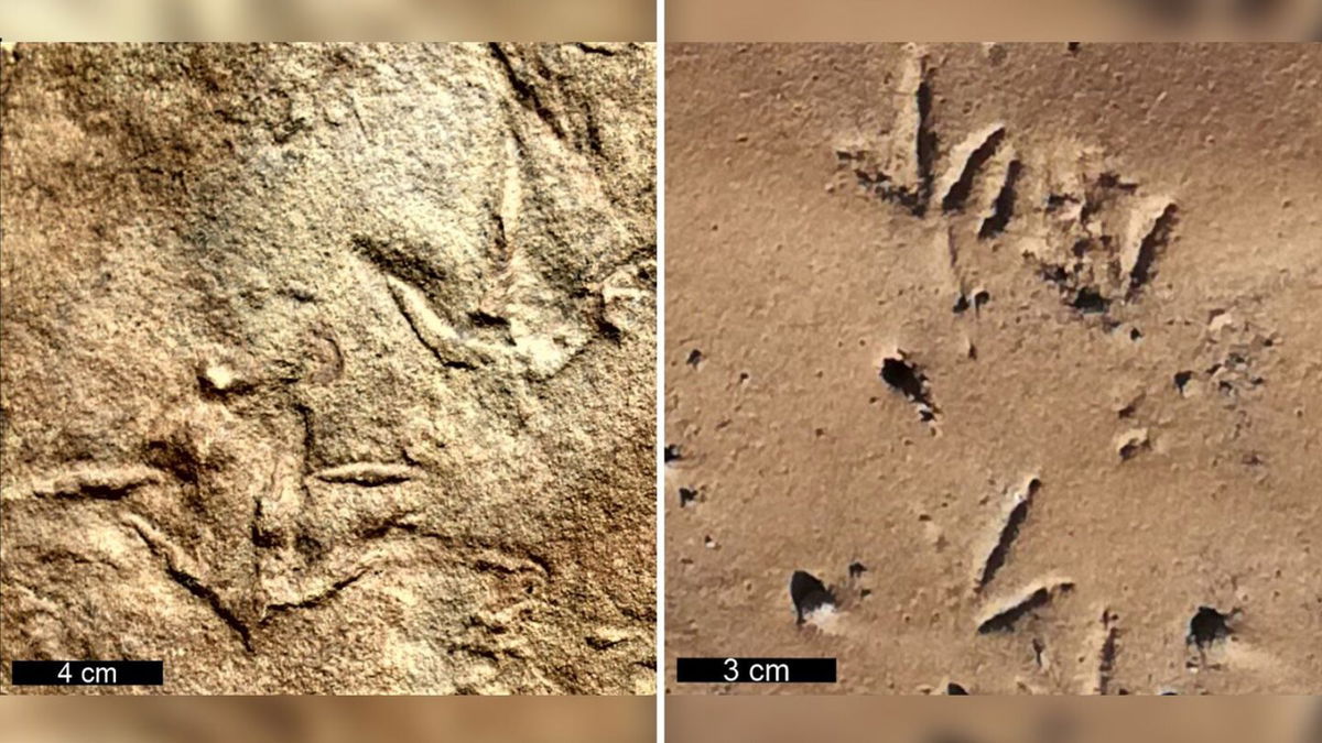 <i>Abrahams et al.; 2023; PLOS ONE</i><br/>Birdlike three-toed fossil footprints that date back more than 210 million years were created by bipedal reptiles