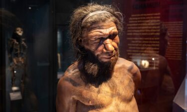 A figure of a Neanderthal man is seen at London's Natural History Museum. Researchers are using AI-based computational methods to mine genetic information from extinct human relatives such as Neanderthals.