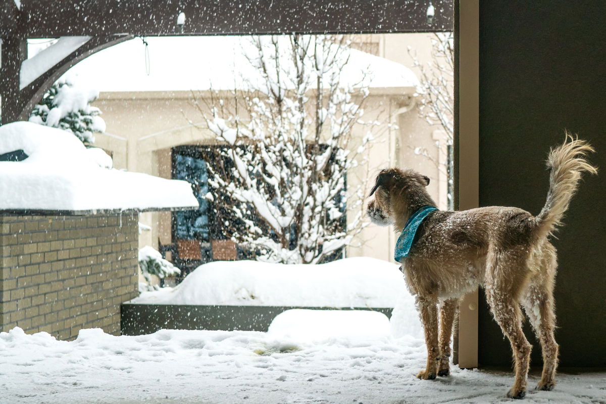 <i>Lisa Salzman/Moment RF/Getty Images</i><br/>Older pets need extra protection — both inside and outdoors while taking walks in the snow and ice