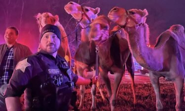 Animals including camels and zebras were rescued from a truck fire on an Indiana interstate Saturday morning.