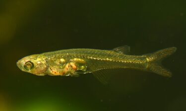 Danionella cerebrum live in shallow waters off Myanmar and can make noises of more than 140 decibels.