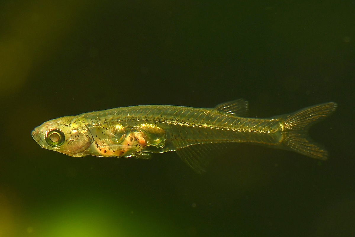 <i>Senckenberg/Britz via CNN Newsource</i><br/>Danionella cerebrum live in shallow waters off Myanmar and can make noises of more than 140 decibels.