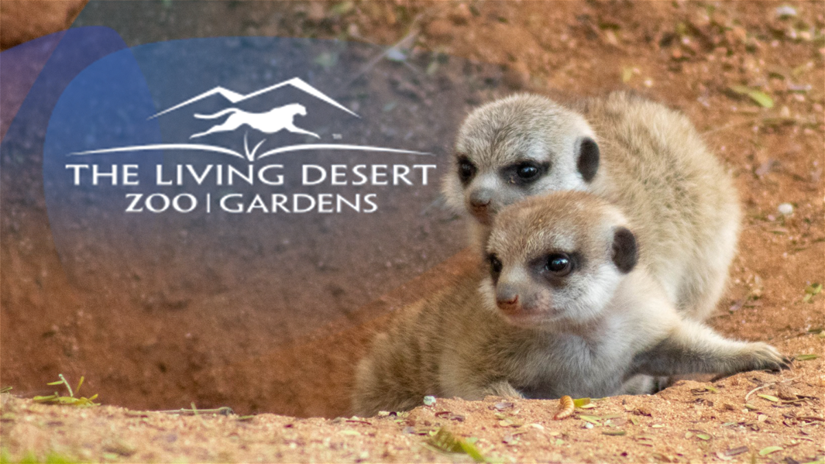 The Living Desert meerkat pups