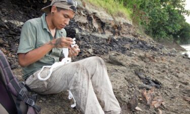 Paleontologist Aldo Benites-Palomino (Department of Paleontology