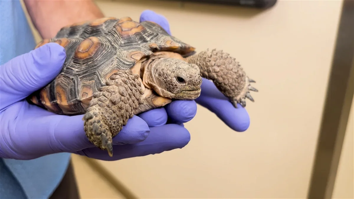Endangered tortoise hatchling at the Living Desert (Nov. 2023)