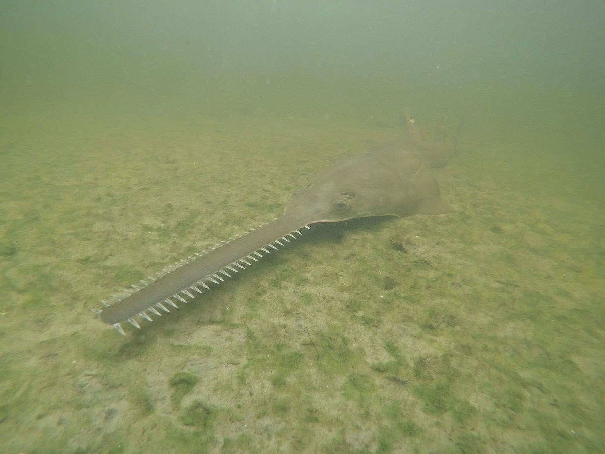 <i>NOAA/Handout/AP via CNN Newsource</i><br/>The endangered smalltooth sawfish