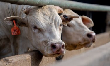 Cows are seen standing in a feedlot in June in Quemado