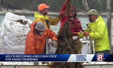 Maine leads the nation in seaweed farming.