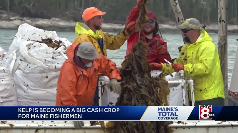 <i>WMTW via CNN Newsource</i><br/>Maine leads the nation in seaweed farming.