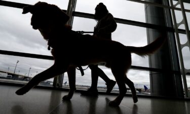 A trainer walks with a service dog through the Terminal C at Newark Liberty International Airport while taking part of a training exercise