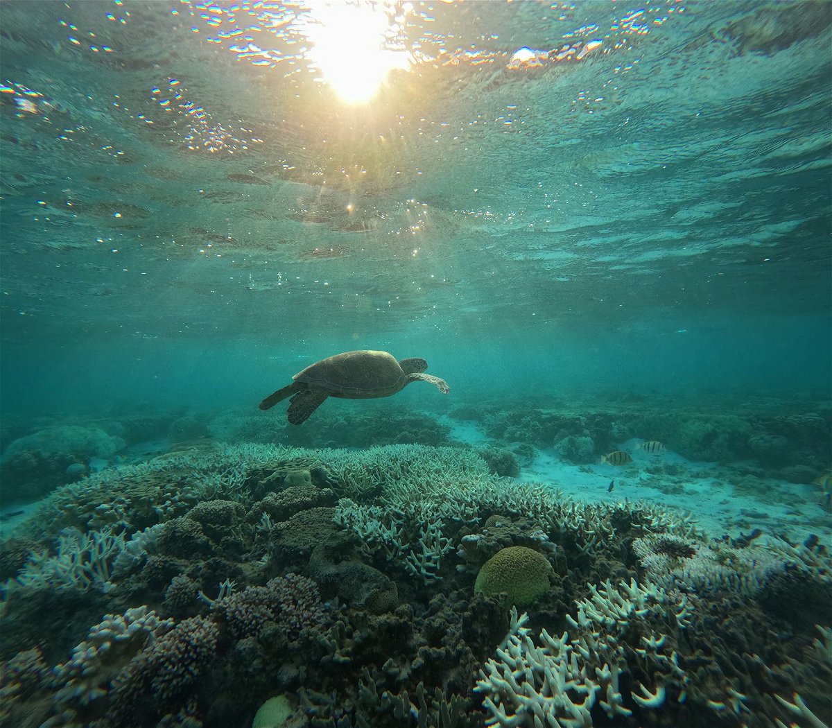 <i>CNN via CNN Newsource</i><br/>A turtle swims in a shallow lagoon at Lady Elliot Island