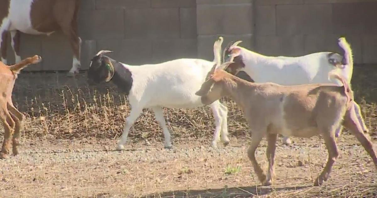 <i>KOVR via CNN Newsource</i><br/>A flock of goats is being deployed to help fight flooding in Sacramento County.
