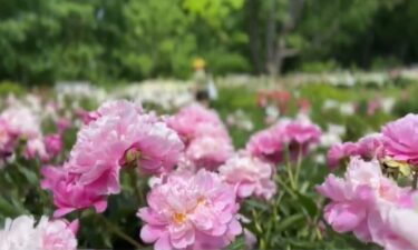 Historic peony garden in bloom at University of Michigan's campus in Ann Arbor