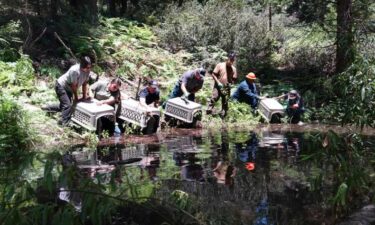 A family of seven beavers was released into a southern Sierra Nevada watershed earlier this month